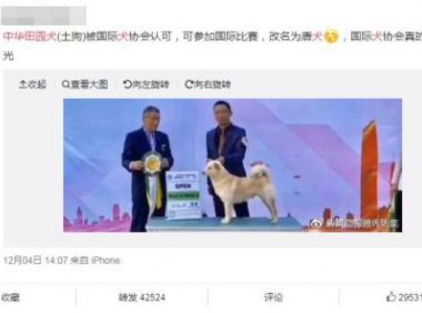 中华田园犬更名为唐犬?主办方辟谣:不能划等号