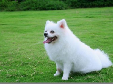 高铁能托运宠物吗?还是建议放在家