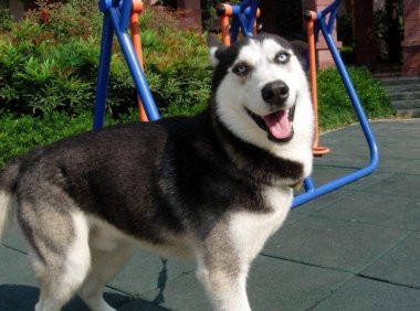 狼会把哈士奇当同类吗?会不会我们想多了