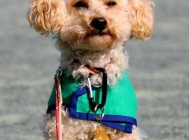 原定安乐死的玩具贵宾通过审核成为特约警犬