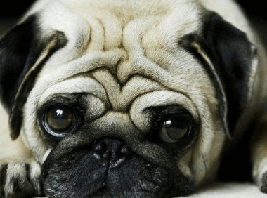 犬瘟能治好吗,又该如何治疗你知道吗?