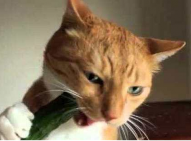 猫为什么怕黄瓜?不是怕其实是因为这个原因