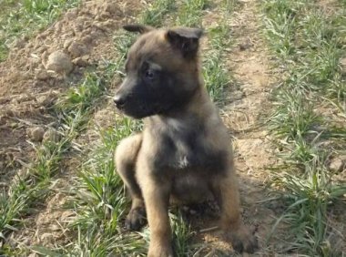 狗狗吃了巧克力怎么办?视情况送医吧