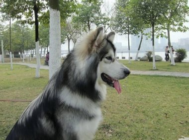 阿拉斯加犬训练方法，新手小白可以看看