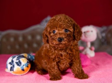 泰迪可以吃香蕉吗?很多人都做错了