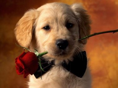 狗能吃火腿肠吗？在好吃也要少喂