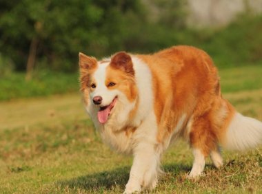 边境牧羊犬能斗过狼吗？这样对比高下立判