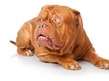 波尔多犬凶吗,凶猛OR温柔你来决定