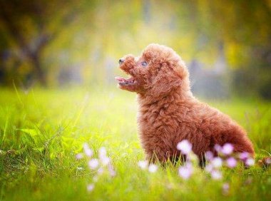 贵宾犬牙齿怎么看年龄，一般是按照这个标准