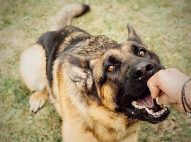 狂犬病为什么治不好?看完你就知道了