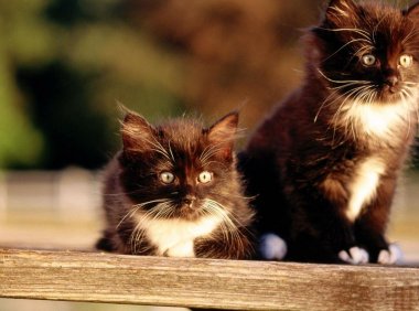 猫为什么不能随便送人?虽不粘人但很依赖