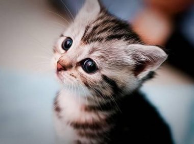 猫能听懂人话吗?猫也是有灵性的