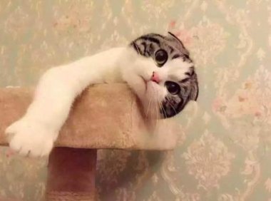 大巴车可以带宠物吗?这些规定你要搞懂