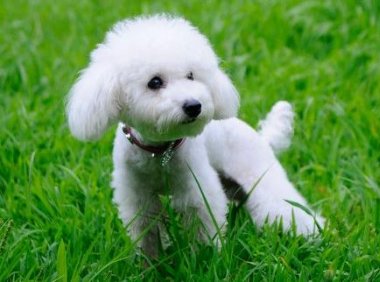 贵宾犬可以吃香蕉吗？自然是可以食用的