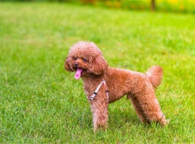 泰迪能吃什么?泰迪的饮食知识总结