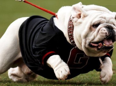 斗牛犬怎么样,该怎么饲养?