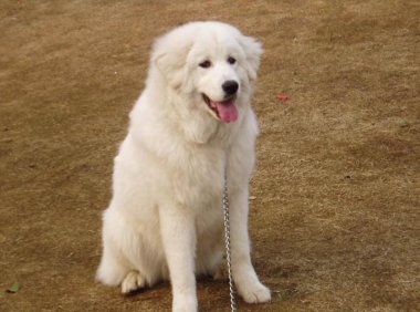 大白熊犬训练方法，套路都是一样的就看如何执行