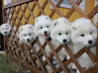 萨摩耶怕热怎么办?如何给萨摩耶消暑降温