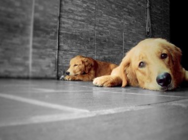 狗狗可以喝酸奶吗?控制好份量就行