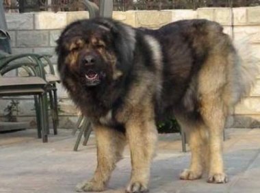 高加索为什么没人养?这几点决定了