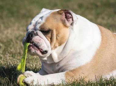 小狗不吃狗粮怎么办?大多数铲屎官会这样做