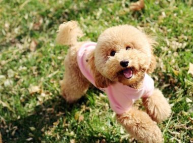 泰迪色到什么程度?你可以想象不到