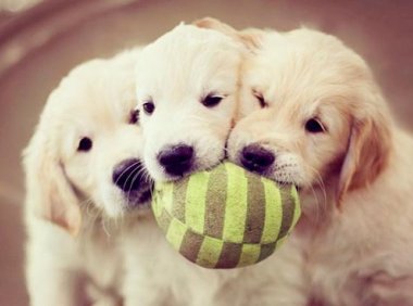 狗狗吃什么蔬菜好?讲究一个营养均衡