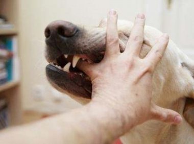 人得了狂犬病能治好吗?几乎无可能