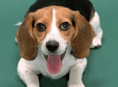 比格犬毛色变化别担心，并不是生病引起