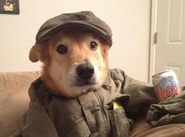 狗能喝啤酒吗？喝啤酒有什么后果