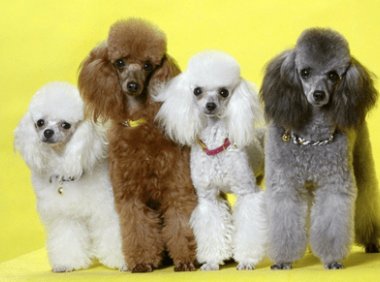 贵宾犬可以吃火腿肠吗?注意这几个方面就行了