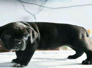 卡斯罗幼犬训练,该严厉的时候绝不温柔