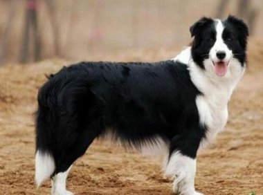 边境牧羊犬城市能养吗?看看它们的习性你就知道了