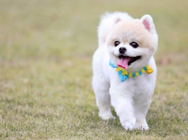 狗狗精神不好总是趴着,五个方面需要注意