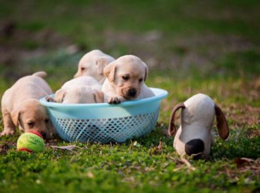 怎么选拉布拉多，这三点不能丢