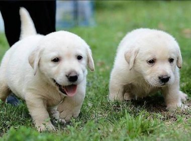 拉布拉多的饲养技巧,把握好这几点就足够了