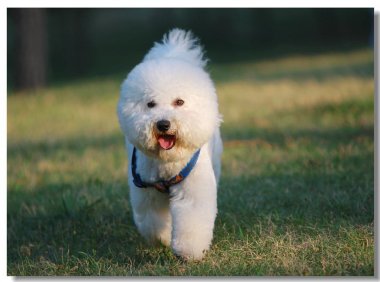 比熊犬怎么喂养？照这样准没错