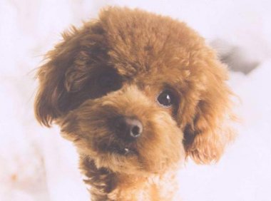 贵宾犬听到声音就叫怎么办?观察下是不是这些原因