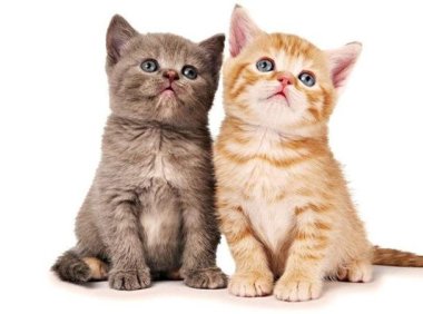 一个月大的小猫吃什么?初生小猫的饮食食谱