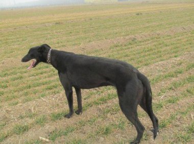 格力犬哪里有卖?大概多少钱一只