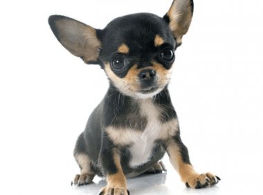 吉娃娃的名字大全,怎么高兴怎么来起