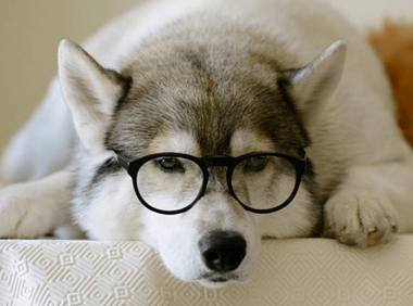 哈士奇幼犬出售价格,了解行情再行动