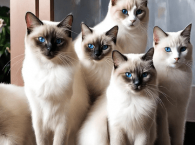 暹罗猫的贵族血统:揭秘暹罗猫的迷人起源和尊贵地位