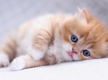 小猫不吃东西怎么办?可以这样来解决