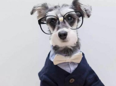 为什么养雪纳瑞的人少?这些原因决定了它的热度