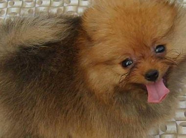 博美犬吃什么狗粮好?因狗而异来对待