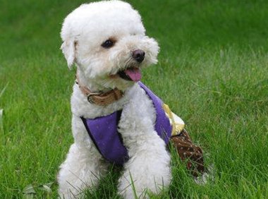 贵宾犬耳朵不长毛怎么办?排查下这些原因