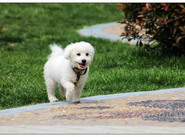 被宠物狗咬了怎么办?视情况来选择是否去医院