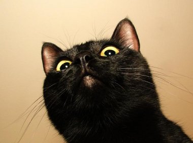 什么人不适合养黑猫?都是有说法的