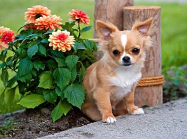 吉娃娃为什么脾气不好?可能与这些因素有关